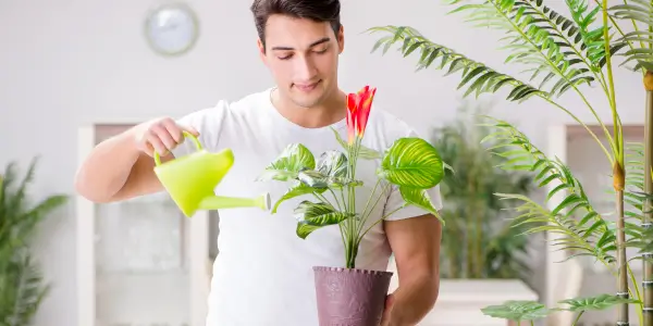 Inexpensive Indoor Plants-hero.webp