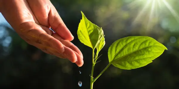 Saving Water in the Garden